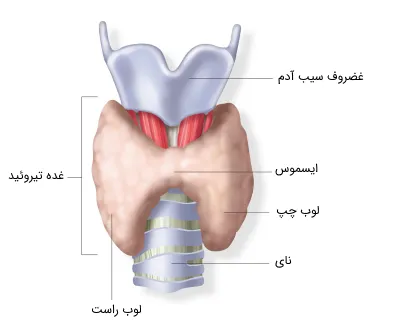 غده-تیروئید